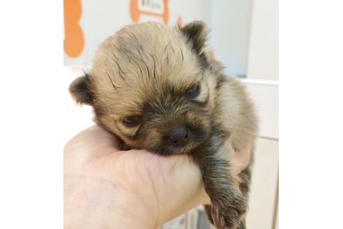 成約済の千葉県のポメラニアン-34722の2枚目