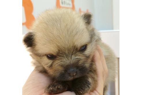 成約済の千葉県のポメラニアン-34720の2枚目