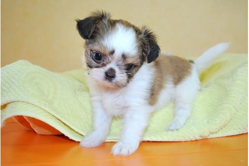 成約済の京都府のミックス犬-34764の3枚目