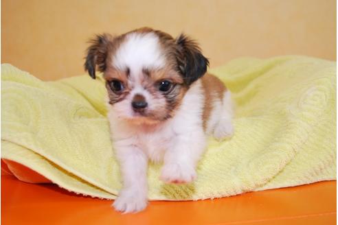 成約済の京都府のミックス犬-34764の2枚目