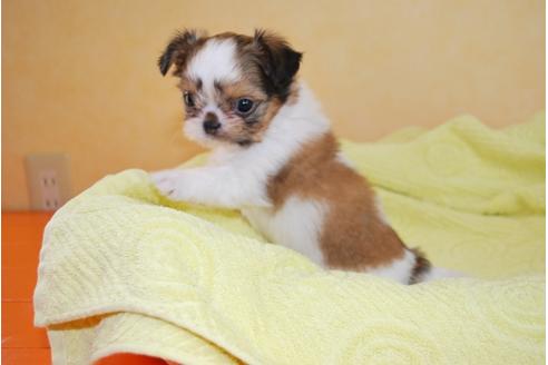 成約済の京都府のミックス犬-34764の1枚目