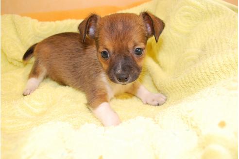 成約済の京都府のミックス犬-34765の3枚目
