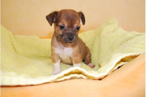成約済の京都府のミックス犬-34766の3枚目