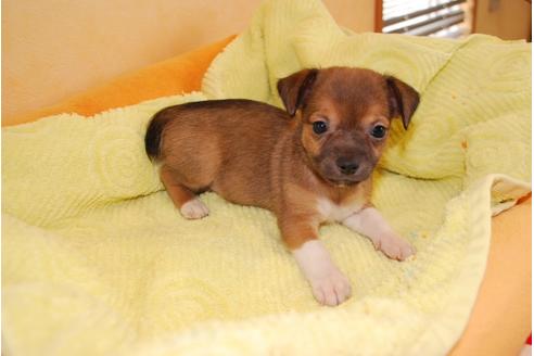 成約済の京都府のミックス犬-34766の2枚目
