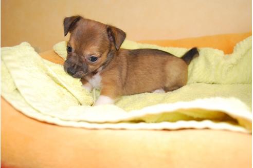 成約済の京都府のミックス犬-34766の1枚目