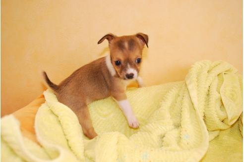成約済の京都府のミックス犬-34767の2枚目