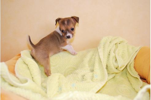 成約済の京都府のミックス犬-34767の1枚目