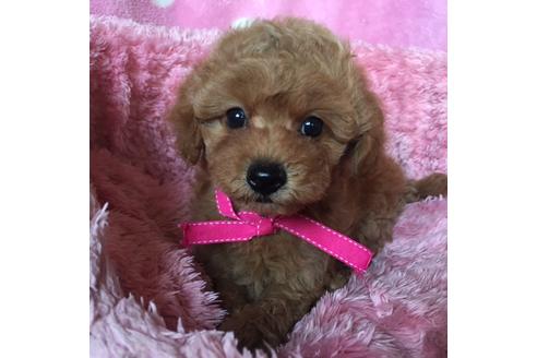 成約済の福岡県のトイプードル-34785の3枚目