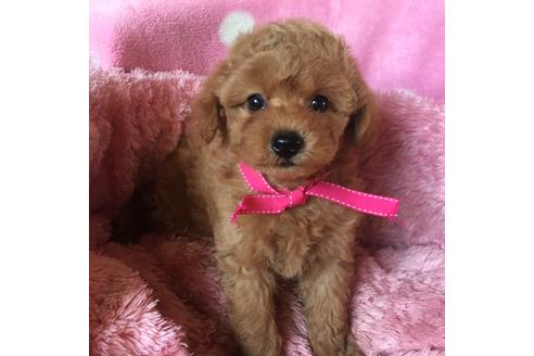 成約済の福岡県のトイプードル-34785の1枚目