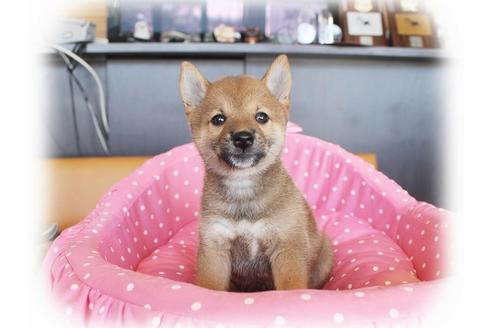 成約済の大阪府の柴犬-34786の5枚目