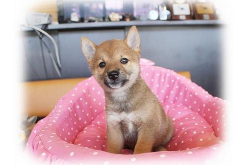 成約済の大阪府の柴犬-34786の4枚目