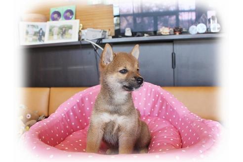 成約済の大阪府の柴犬-34786の3枚目