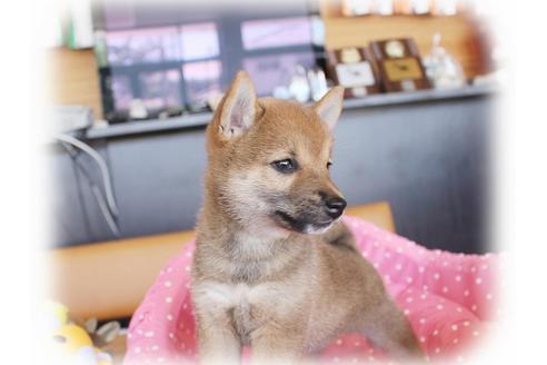 成約済の大阪府の柴犬-34786の1枚目