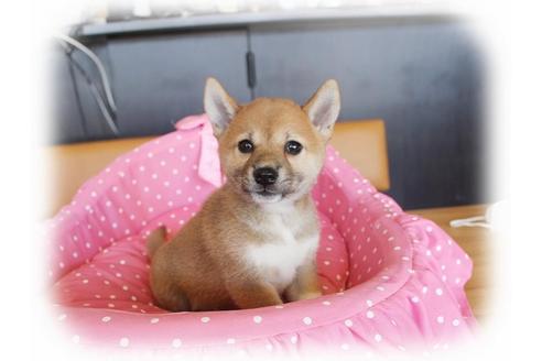 成約済の大阪府の柴犬-34787の5枚目