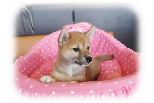 成約済の大阪府の柴犬-34787の3枚目