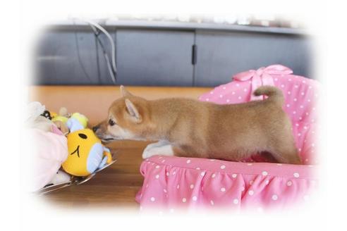 成約済の大阪府の柴犬-34787の2枚目