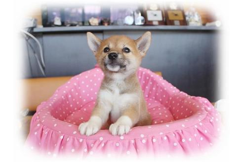 成約済の大阪府の柴犬-34787の1枚目