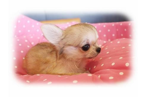 成約済の大阪府のチワワ-34788の5枚目