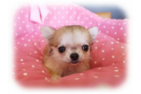 成約済の大阪府のチワワ-34788の4枚目