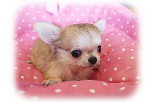 成約済の大阪府のチワワ-34788の3枚目