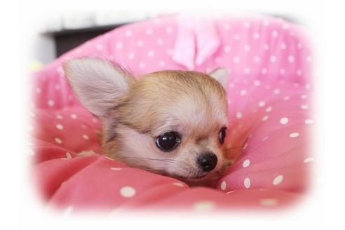 成約済の大阪府のチワワ-34788の2枚目