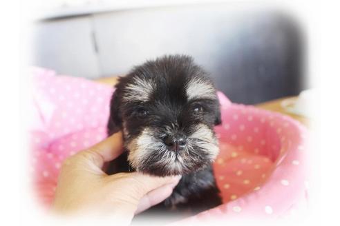 成約済の大阪府のミニチュアシュナウザー-34789の5枚目