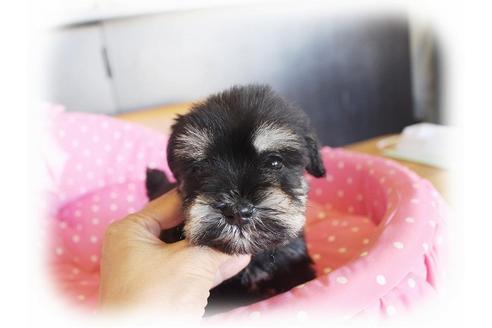 成約済の大阪府のミニチュアシュナウザー-34789の4枚目