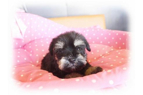 成約済の大阪府のミニチュアシュナウザー-34789の3枚目