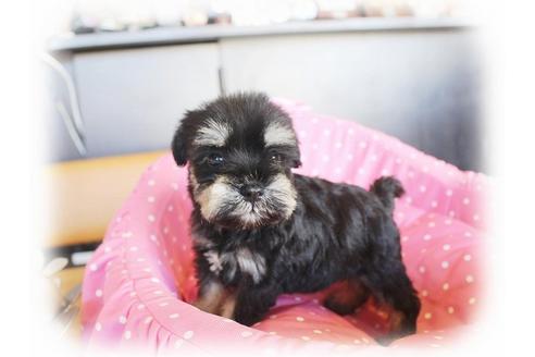 成約済の大阪府のミニチュアシュナウザー-34789の2枚目