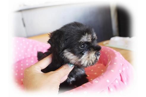 成約済の大阪府のミニチュアシュナウザー-34789の1枚目