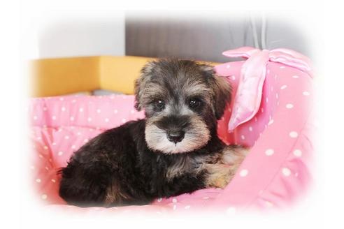 成約済の大阪府のミニチュアシュナウザー-33877の5枚目