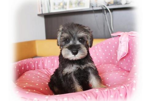 成約済の大阪府のミニチュアシュナウザー-33877の4枚目