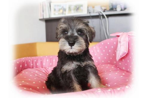 成約済の大阪府のミニチュアシュナウザー-33877の3枚目