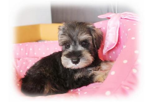 成約済の大阪府のミニチュアシュナウザー-33877の2枚目