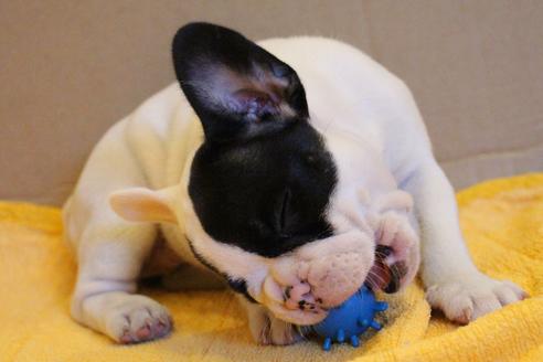 成約済の愛知県のフレンチブルドッグ-33505の5枚目