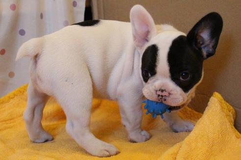 成約済の愛知県のフレンチブルドッグ-33505の4枚目