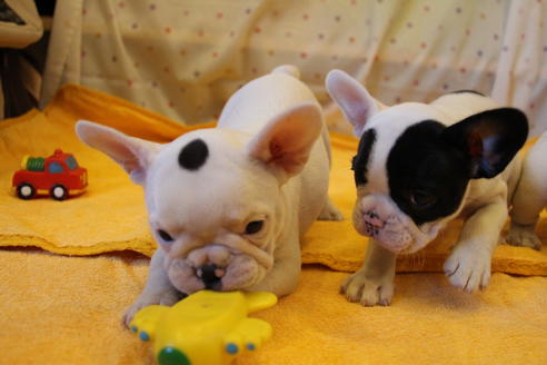 成約済の愛知県のフレンチブルドッグ-33505の2枚目