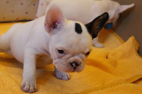 成約済の愛知県のフレンチブルドッグ-33507の5枚目