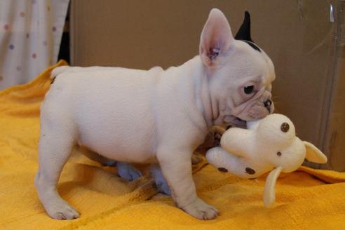 成約済の愛知県のフレンチブルドッグ-33507の4枚目