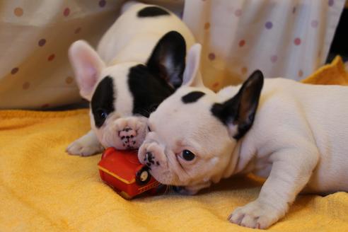 成約済の愛知県のフレンチブルドッグ-33507の3枚目