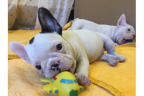 成約済の愛知県のフレンチブルドッグ-33507の2枚目