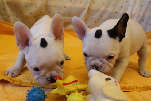 成約済の愛知県のフレンチブルドッグ-33507の1枚目