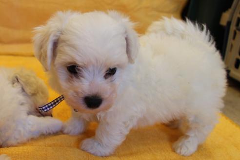 成約済の愛知県のビションフリーゼ-34001の4枚目