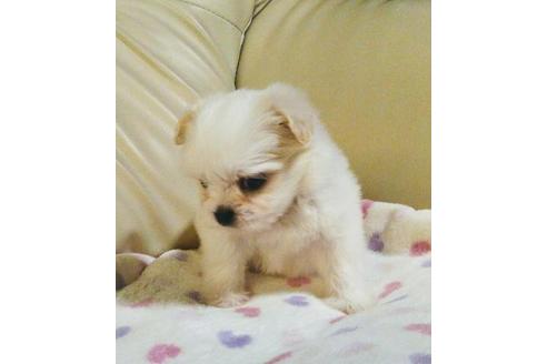 成約済の三重県のミックス犬-34837の1枚目