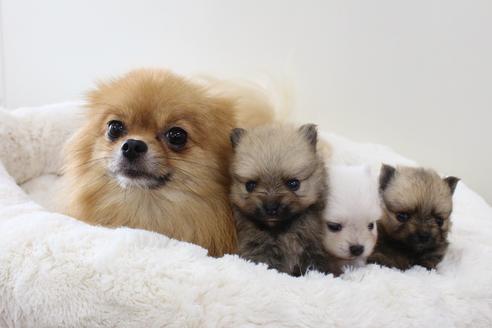 成約済の千葉県のポメラニアン-34720の1枚目