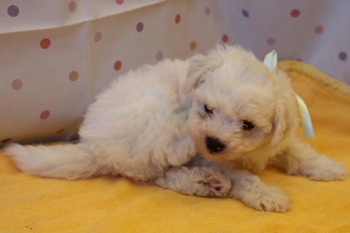 成約済の愛知県のビションフリーゼ-34005の3枚目