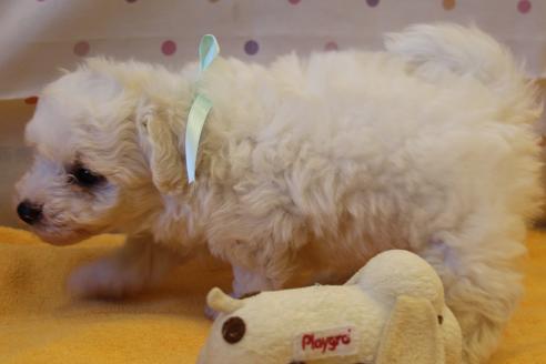 成約済の愛知県のビションフリーゼ-34005の2枚目