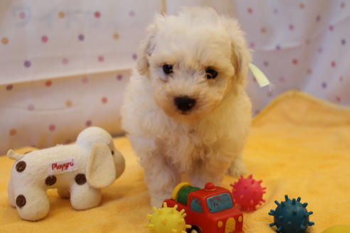 成約済の愛知県のビションフリーゼ-34005の1枚目