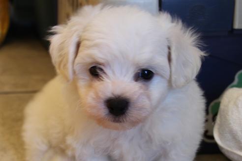 成約済の愛知県のビションフリーゼ-34001の3枚目