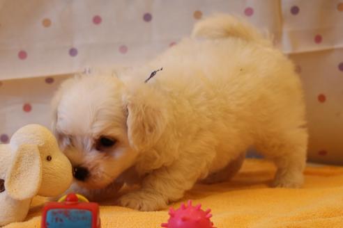 成約済の愛知県のビションフリーゼ-34001の2枚目